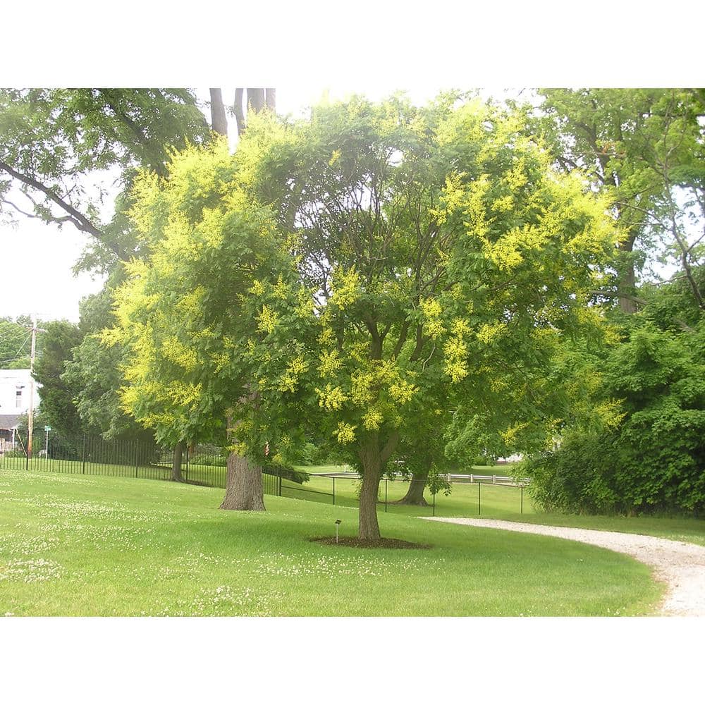 Golden Rain Tree with Yellow Blossoms in 10-Inch Container