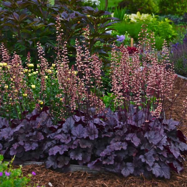 Spring Hill Nurseries Purple Foliage Perennial Grape Expectations Coral Bells (Heuchera) Live Deciduous Plant with 2 in. Pot
