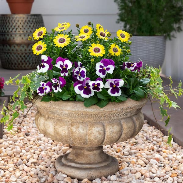 Vigoro 2 QT Osteospermum African Daisy 'Blue-Eyed Beauty' Yellow