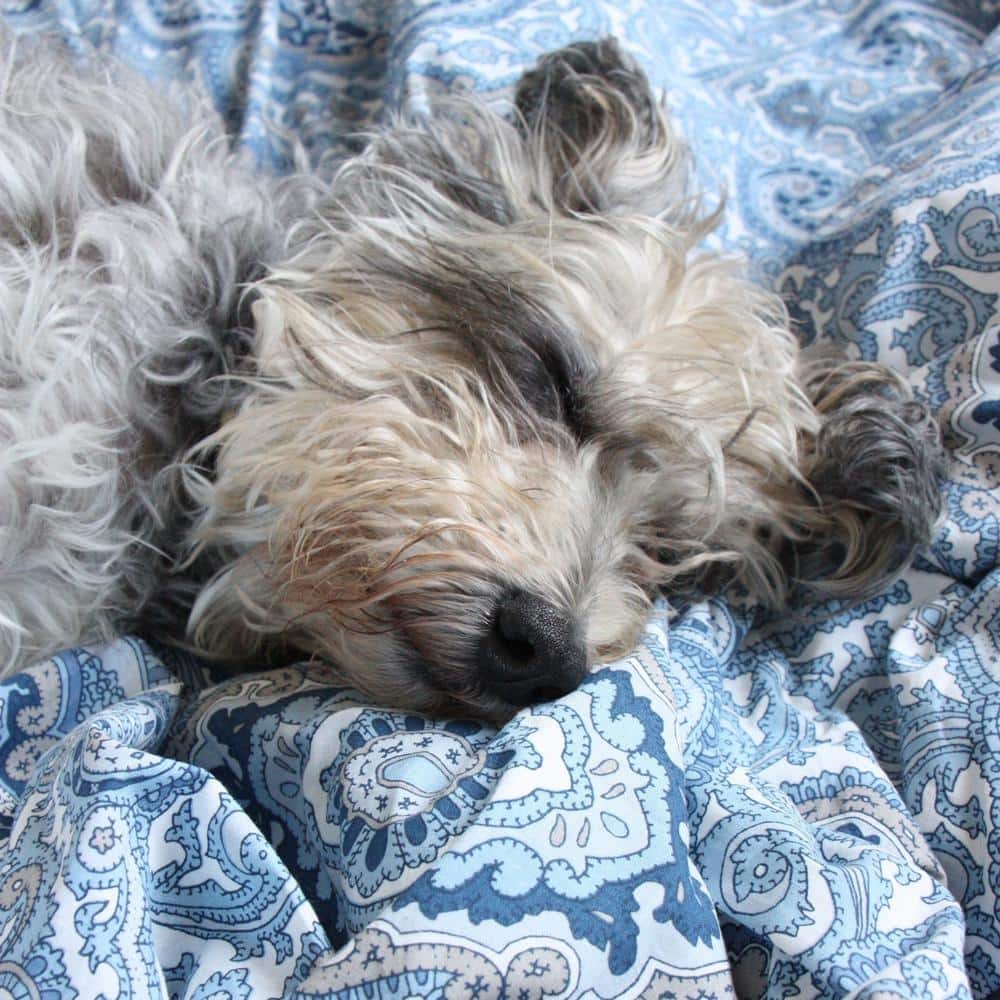 Milan Blue and Gray Cotton Twin Reversible Comforter Set