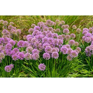 1 gal. Allium Millenium Flowering Shrub (2-Pack) – Compact Perennials with Globe-Shaped Purple Blooms
