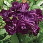 Burgundy Iceberg Floribunda Roses, Live Bareroot Plant, Burgundy Color Flowers (1-Pack)