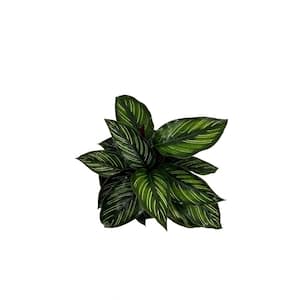 6 in. Calathea Beauty Star Plant in Grower Pot