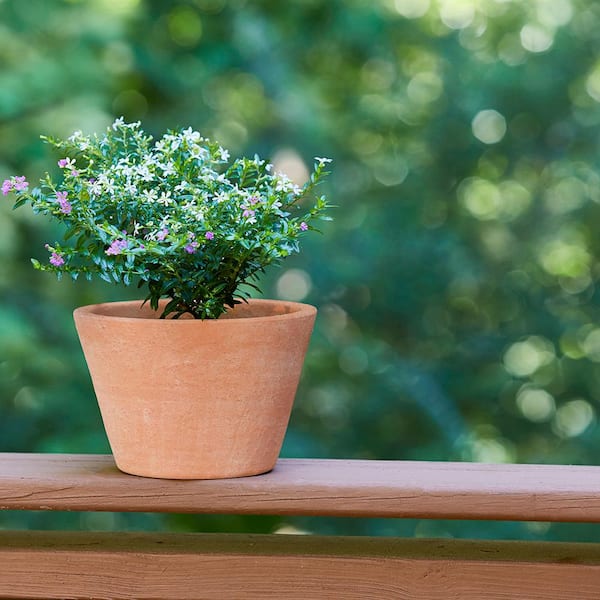 Terra Cotta Clay Pots — Sunset Blvd Nursery