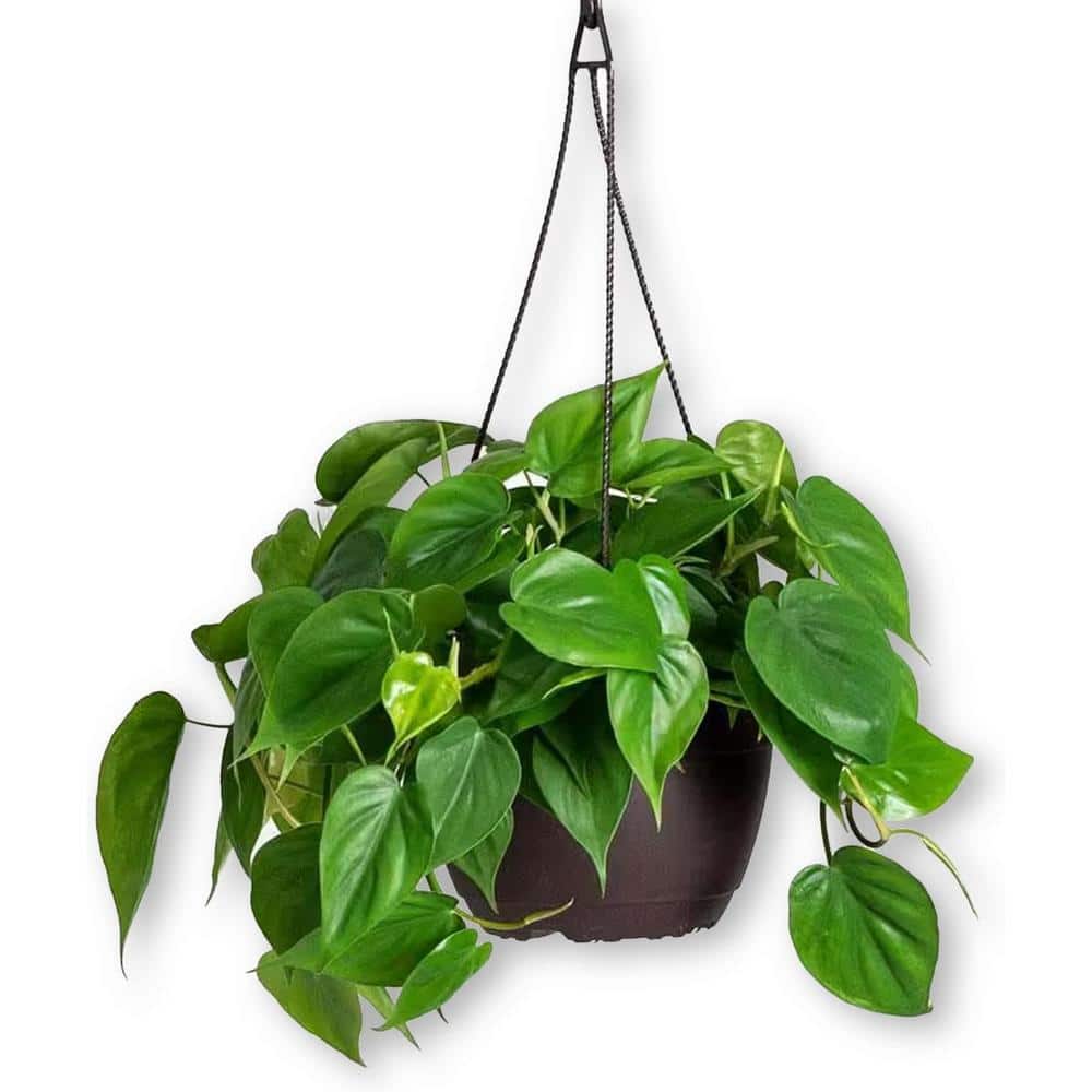 Sweetheart Philodendron Hanging Basket-Live Plant in an 8 Inch Hanging Basket-Philodendron Cordatum-Houseplant price history on PriceWatchPro