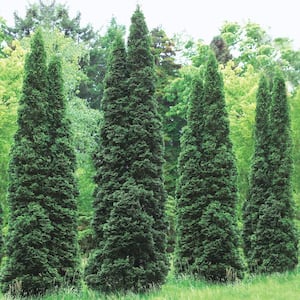 1 Gal. Pot, Degroot Spire Upright Arborvitae Thuja Evergreen Starter Shrub (1-Pack)