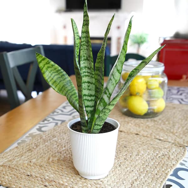 pencil cactus vs fire stick Firesticks Pencil Cactus Whitney Terracotta 6"