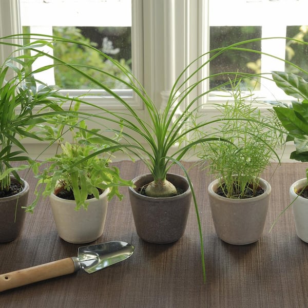5.5 in. Cottage Hill Ponytail Palm Plant in Pot