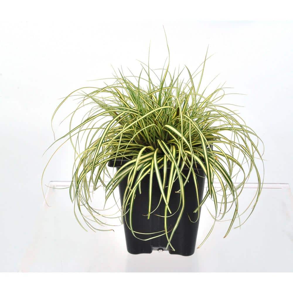 1.0 QT. Grass Carex oshimensis Evergold
