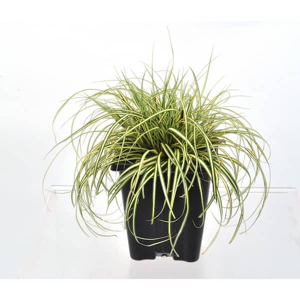 Unbranded 1.0 QT. Grass Carex oshimensis Evergold