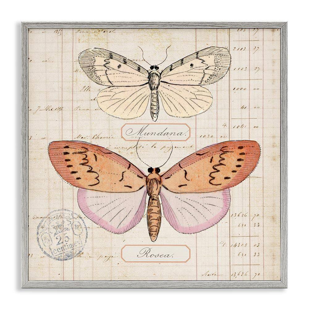 Drawn Butterfly Studies by Susan Arnot Gray Framed Animal Giclee Art Print 12 in. x 12 in. price history on PriceWatchPro