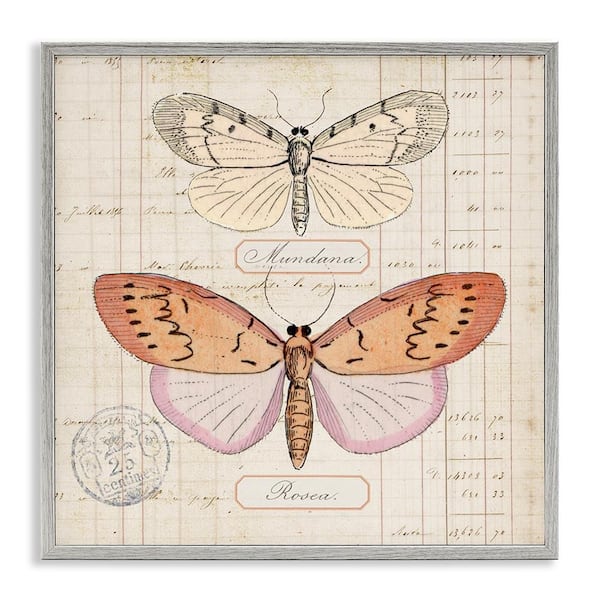 Stupell Industries Drawn Butterfly Studies by Susan Arnot Gray Framed Animal Giclee Art Print 17 in. x 17 in.