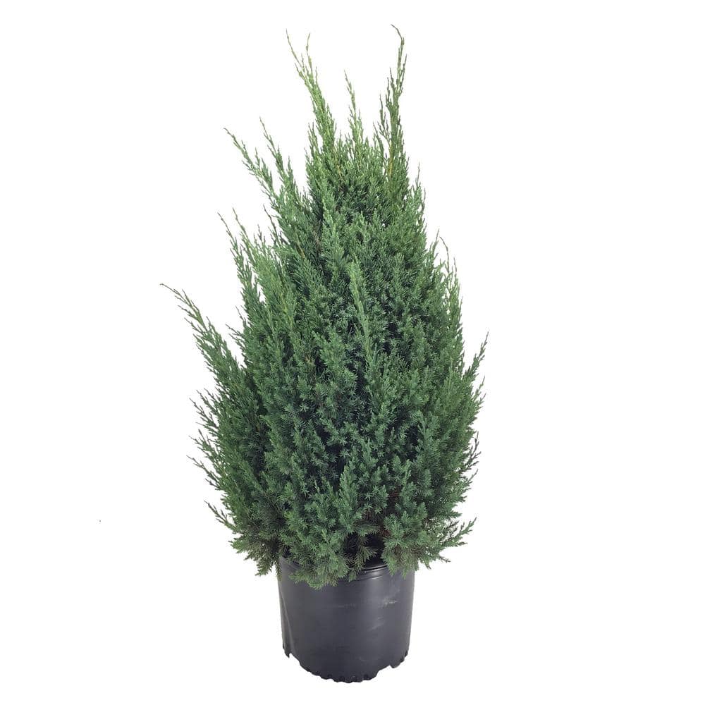 Juniper (Juniperus Chinensis) Blue Point