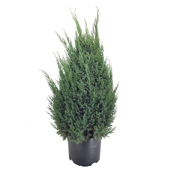Unbranded Juniper (Juniperus Chinensis) Blue Point