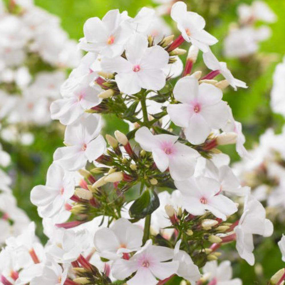 Dream Plants ٩(❛ᴗ❛)۶ costa-farms-house-plants-co-3-