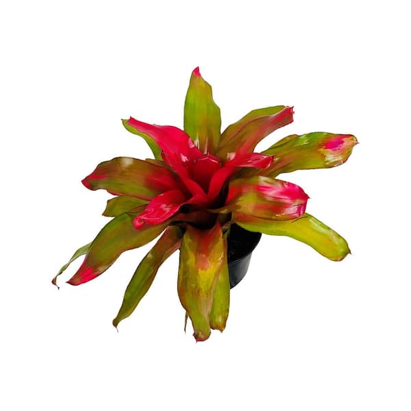 Pure Beauty Farms 2.5 Qt. Bromeliad Neoregelia Plant in 8 in. Grower's Pot