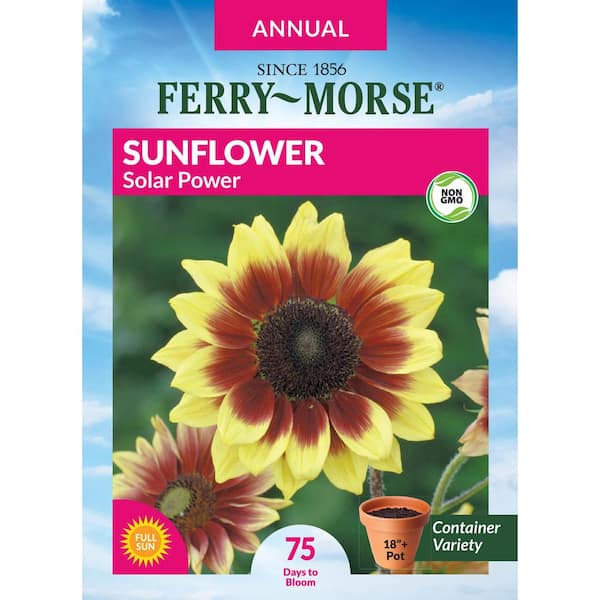 Ferry-Morse Sunflower Solar Power Flower Seeds 1857 - The Home Depot