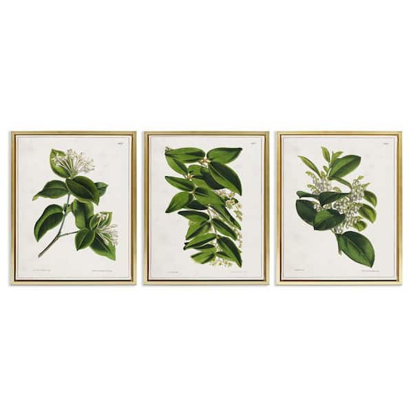Stupell Industries Forest Flower Studies by Tina Higgins Designs, Inc 3 Pieces Gold Floater Frame Nature Graphic Art Print 21 in. x 17 in.