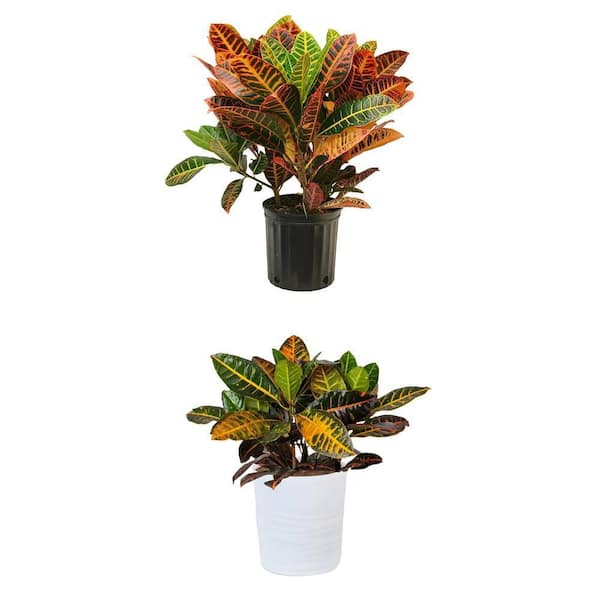10 in. Croton Tropical Indoor Plant in Mojave Pot and Croton Petra Plant Combo