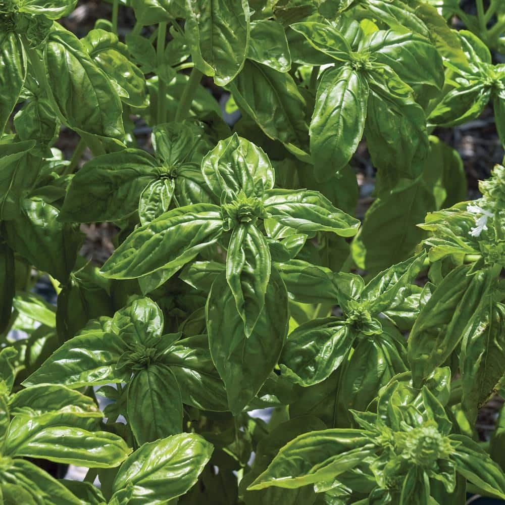 Burpee 6 in. Super Sweet Genovese Basil Herb Plant 1008602926 - The ...