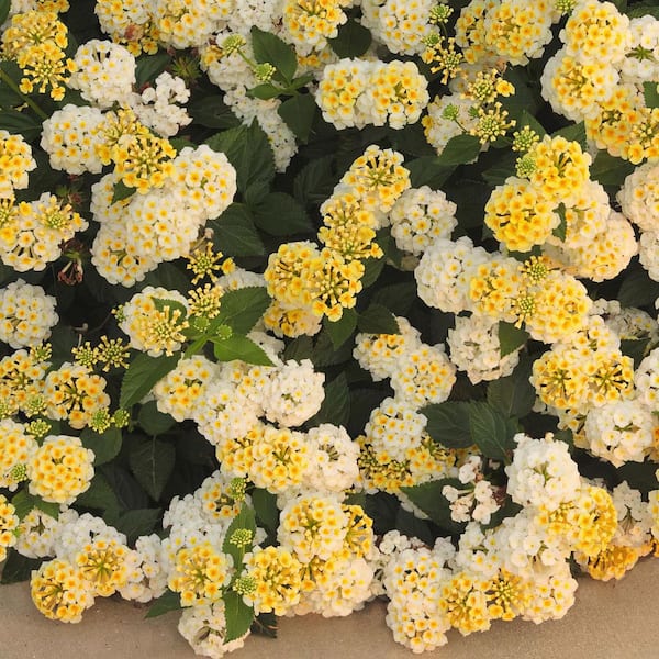 national PLANT NETWORK 4 in. Lucky Lemon Glow Lantana Plant with Yellow Flowers (3-Pack)