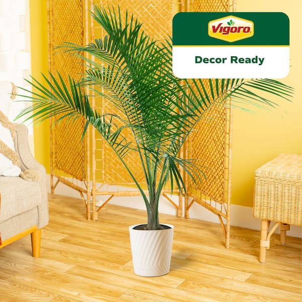 Majesty Palm Indoor Plant in 12 in. Decor Pot, Avg. Shipping Height 54-72 in. Tall