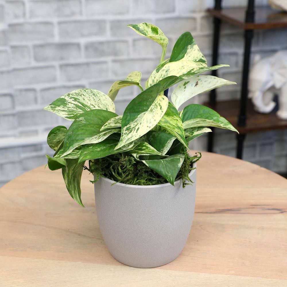 Marble Queen Pothos in Gray Ceramic Pot