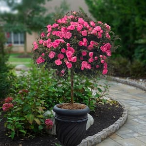 Bareroot Pink Double Knock Out Rose Tree with Pink Flowers