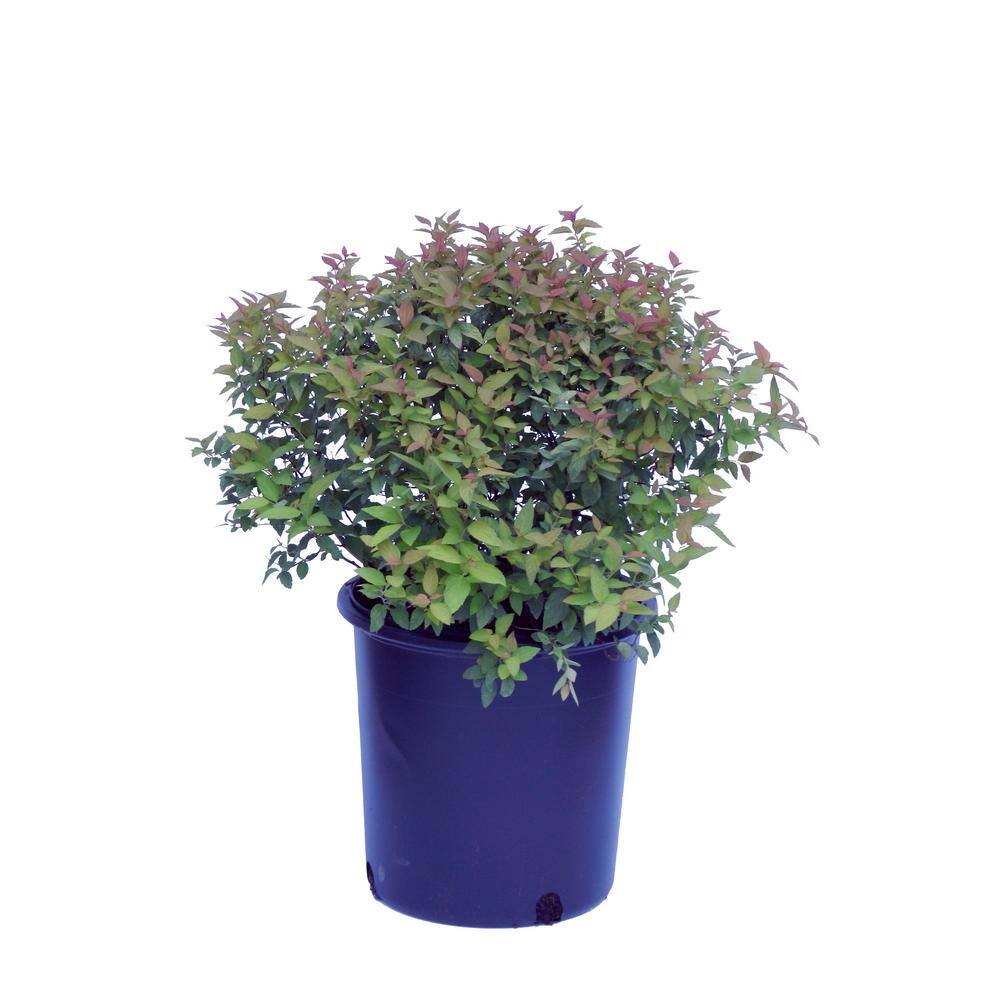 Cottage Gardens 1 Gal. Goldflame Spirea Shrub With Pink Flowers 