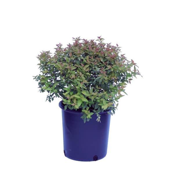 Cottage Gardens 1 Gal. Miss Kim Lilac Shrub with Purple Flowers