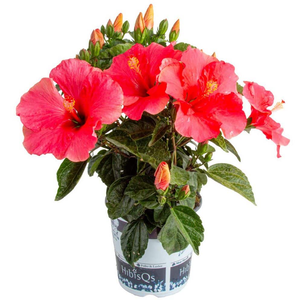 Costa Farms Pink Premium Hibiscus Tropical Live Outdoor Plant in 1 Gal.  Grower Pot, Avg. Shipping Height 18 in. to 24 in. 10HIBBUSHPINK - The Home  ...