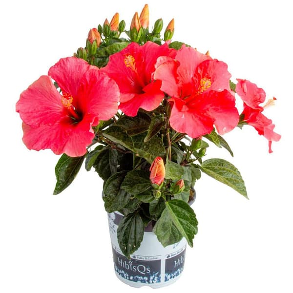 Costa Farms Pink Premium Hibiscus Tropical Live Outdoor Plant in 1 Gal. Grower Pot, Avg. Shipping Height 18 in. to 24 in.