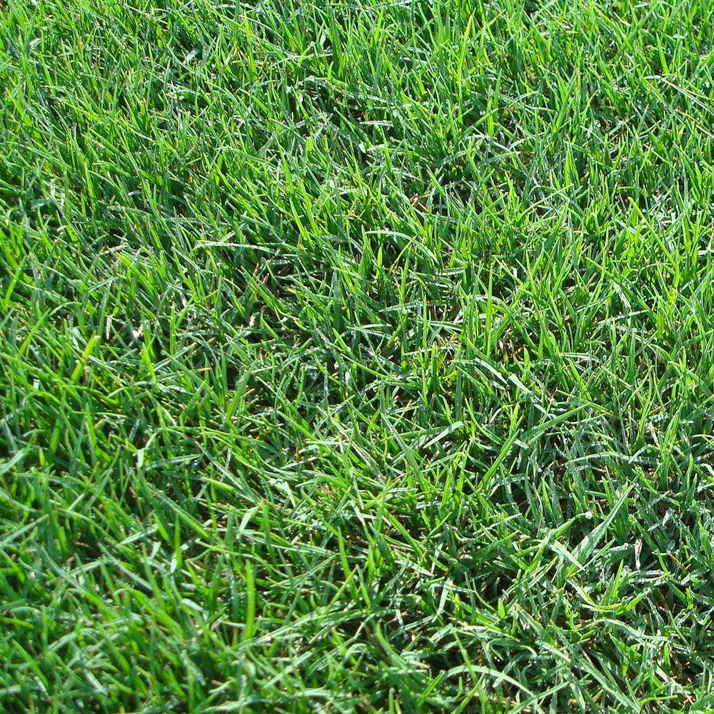 Harmony 500 Sq Ft Bermuda Sod 1 Pallet HH500B1 The Home Depot