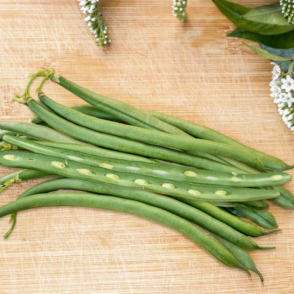 Seychelles Pole Bean Vegetable Seeds, 2 oz. packet