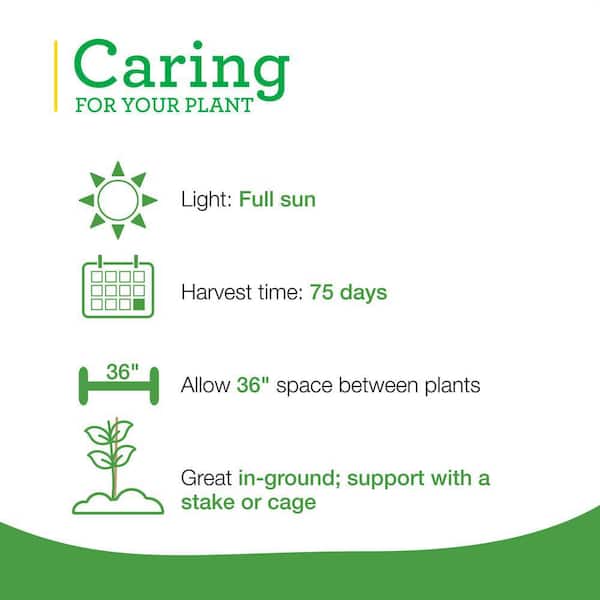 19 oz. Bonnie Original Tomato Plant (2-Pack)