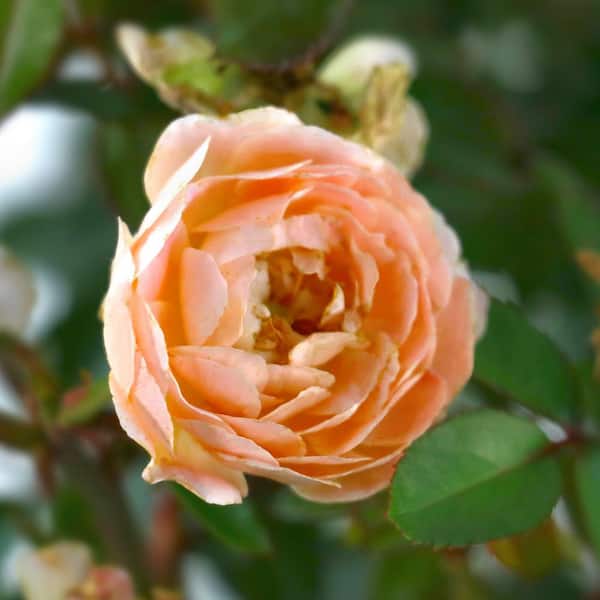 national PLANT NETWORK 3 gal. Drift Rose Apricot HD2668 - The Home