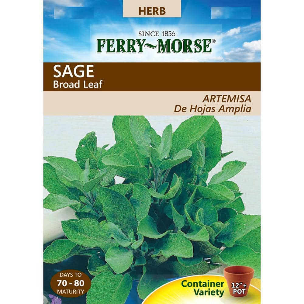 FerryMorse Sage Broad Leaf Seed 2025 The Home Depot