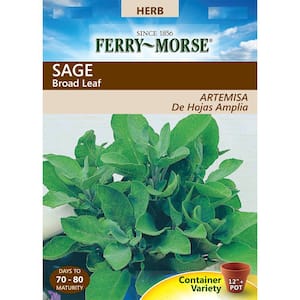 Sage Broad Leaf Seed