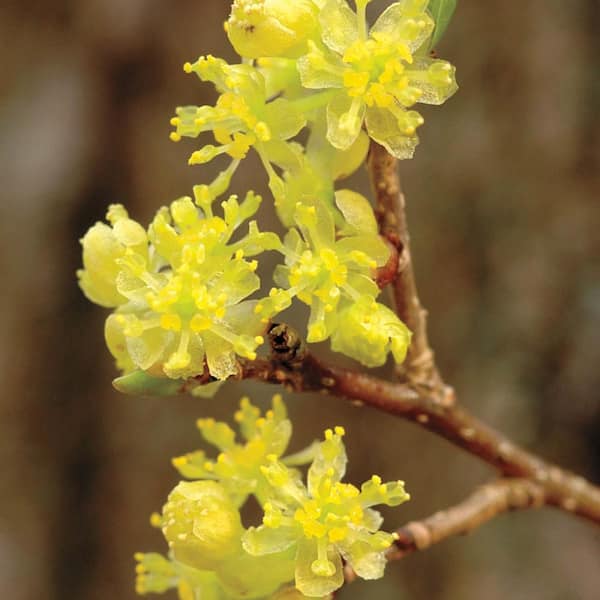 DIRECT GARDENING Yellow Flowering Spicebush Lindera Dormant Bare Root Starter Shrubs (2-Pack)