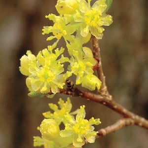 Spicebush Lindera Live Bare Root Plant with Yellow Flowers (1-Pack)