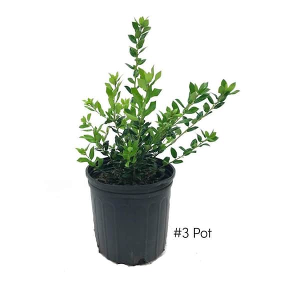 Unbranded 3 Gal. Needle Point Holly Evergreen Tree