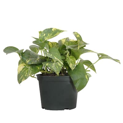 Golden Pothos in 6 in. Grower Pot