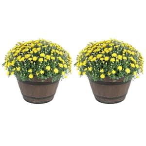 Yellow Ready to Bloom Fall Chrysanthemum Outdoor Plant in 3 Qt. Whiskey Barrell, Avg. Shipping Height 1-2 ft. (2-Pack)