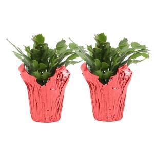 Christmas Cactus in 4in. Red Pot Cover, 2-Pack