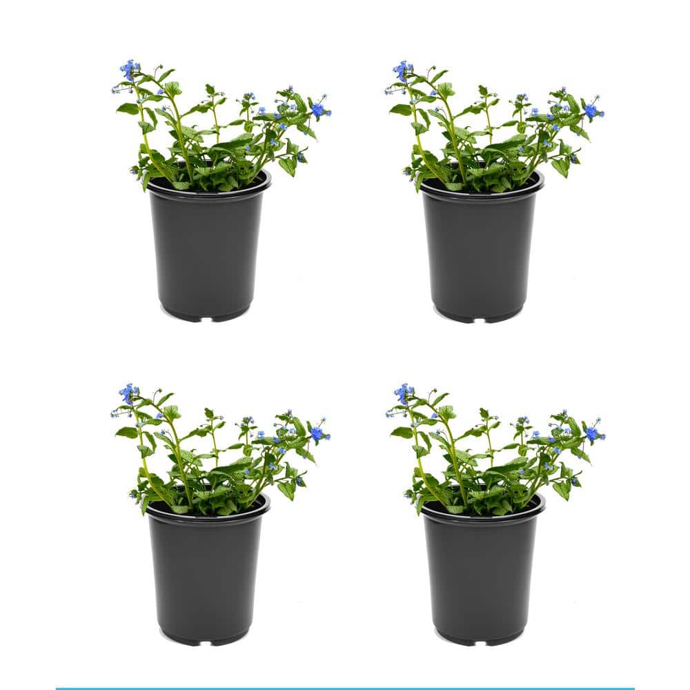 2.5 qt. Brunnera Silver Heart Perennial Plant with Blue Flowers (4-Pack)