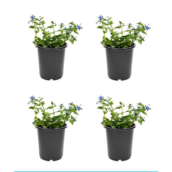 Unbranded 2.5 qt. Brunnera Silver Heart Perennial Plant with Blue Flowers (4-Pack)