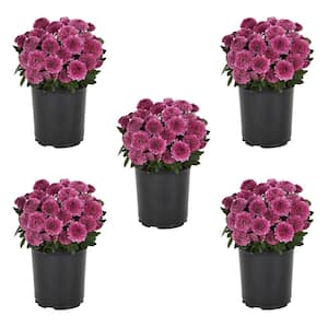 1 Qt. Purple Mum Chrysanthemum Perennial Plant (5-Pack)