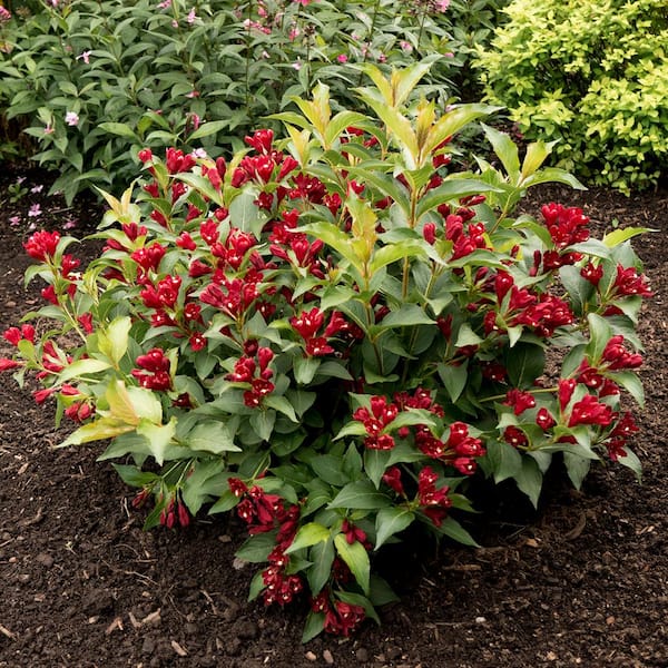 VAN ZYVERDEN Weigela Maroon Swoon 4 in. Potted Rocketliners (Set of 3 Plants)
