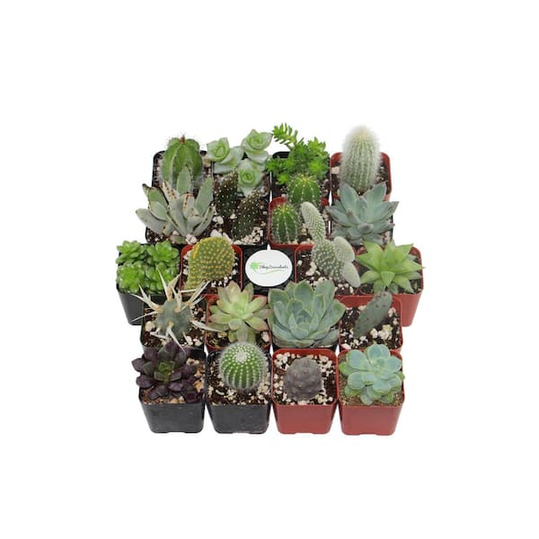 Succulents SucculentsII 2冊セット Succulents SucculentsII 2冊セット Succulents SucculentsII 2