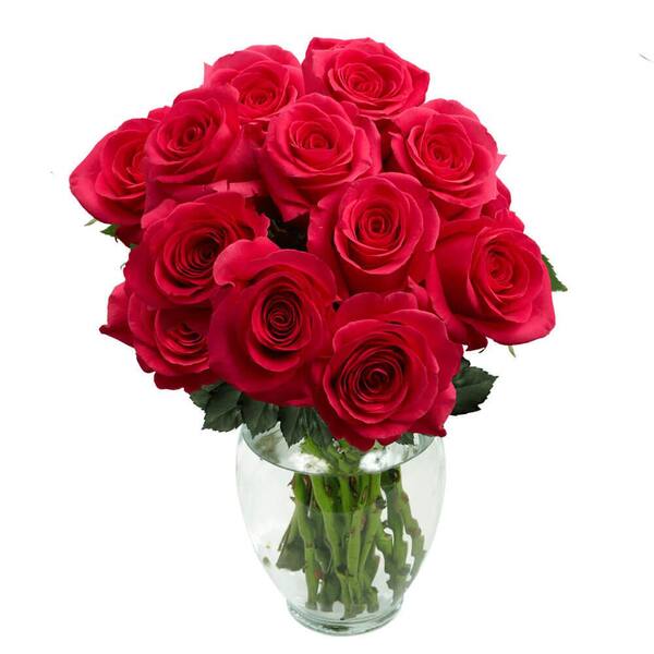 Globalrose 750-Stems of Solid Hot Pink Color Roses- Fresh Flower